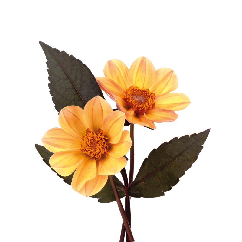 Plakat kwiaty i rośliny dwie kwiaty - TenStickers