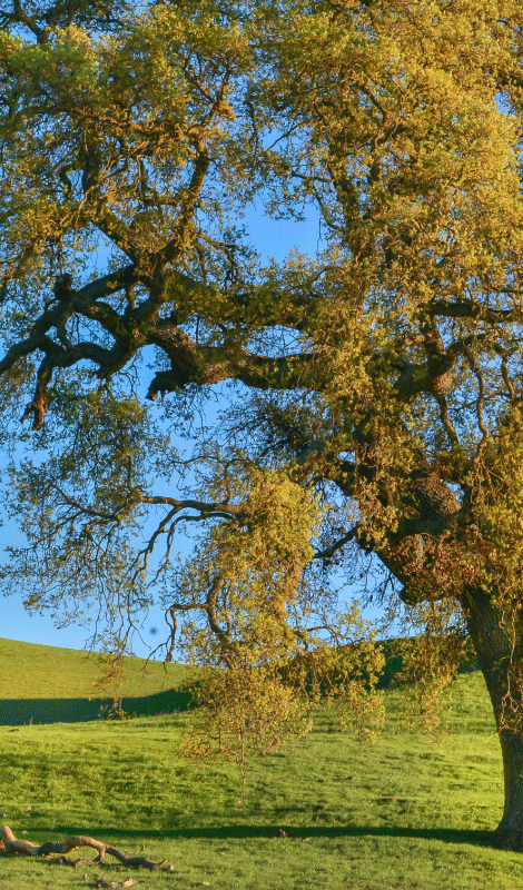 Plakat drzewo w 3d z naturalnym wzorem - TenStickers