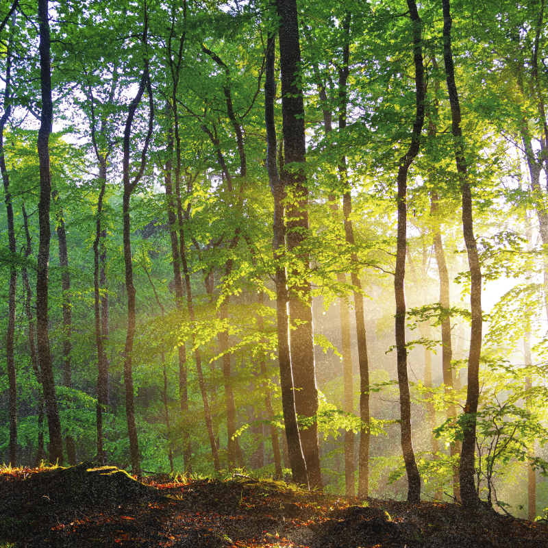 Plakat drzewo naturalne światło w lesie - TenStickers