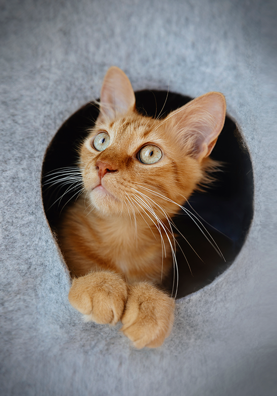 Projekt nadruku plakatu zerkający kot - TenStickers