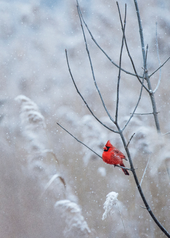 Wydruk plakatu świątecznego ptaka - TenStickers