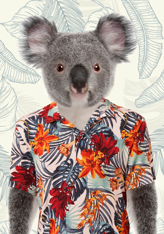 Plakat do sypialni dla nastolatka elegancka koala - TenStickers