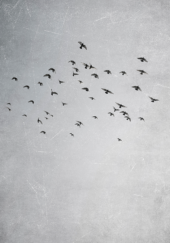 Plakat inne zwierzęta latające ptaki - TenStickers