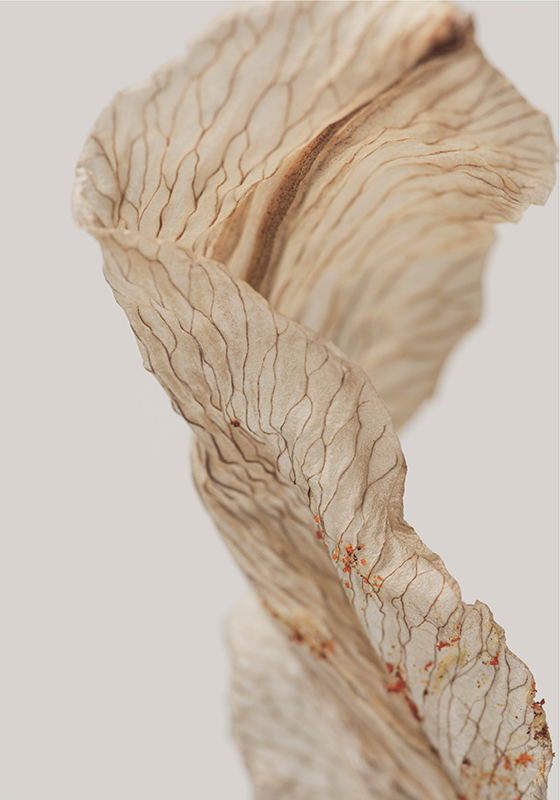 Plakat minimalistyczny makro zdjęcie liścia - TenStickers