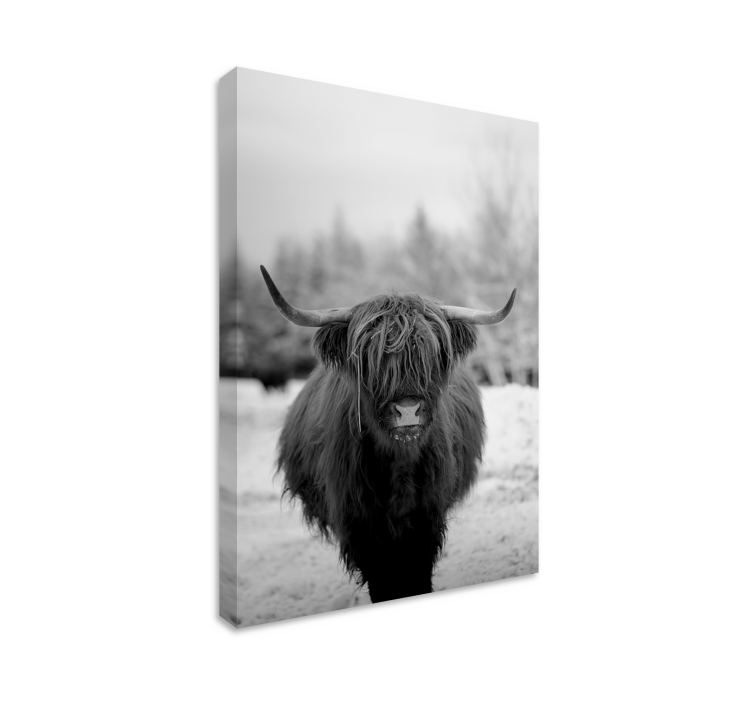 Obraz ze zwierzętami portret highland cowa - TenStickers