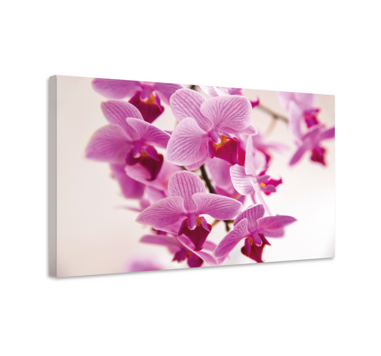 Obraz kwiaty i rośliny delikatne kwiaty orchidei - TenStickers
