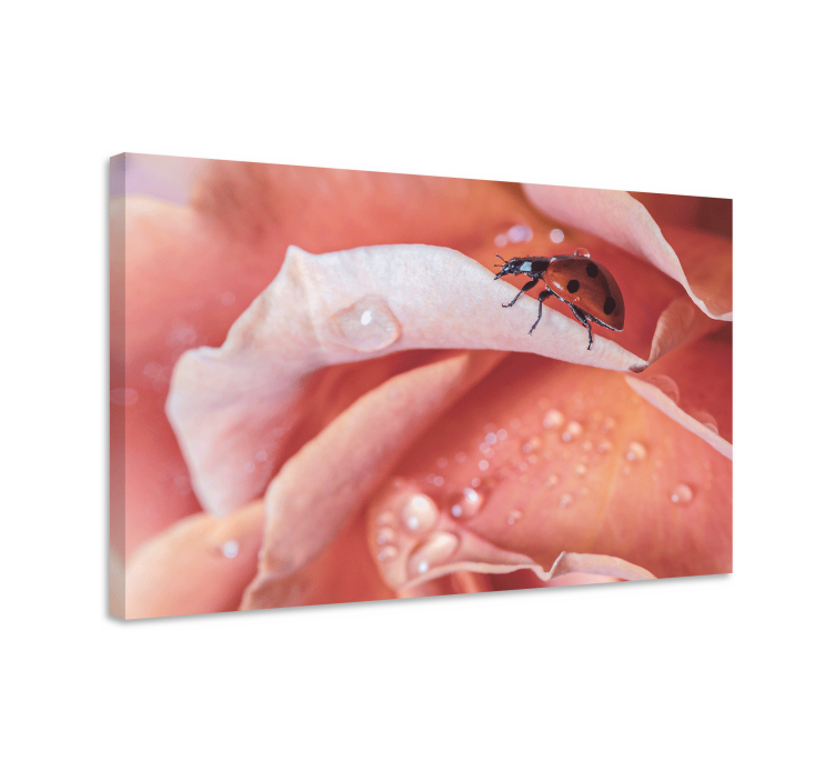 Obraz kwiaty i rośliny biedronka na róży - TenStickers