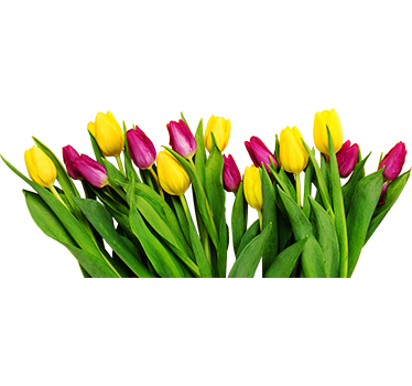 Naklejka na szybę bukiet tulipanów - TenStickers