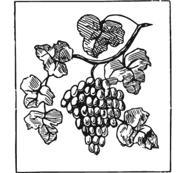 Naklejka dekoracyjna winogrona - TenStickers