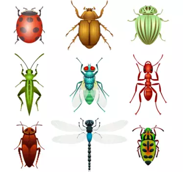 Naklejka kolekcja owadów - TenStickers