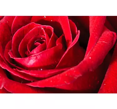 Naklejka na ścianę zdjęcie róży - TenStickers