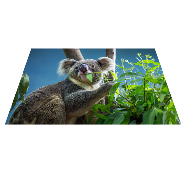 Dywan winylowy zwierzęta koala w naturze - TenStickers
