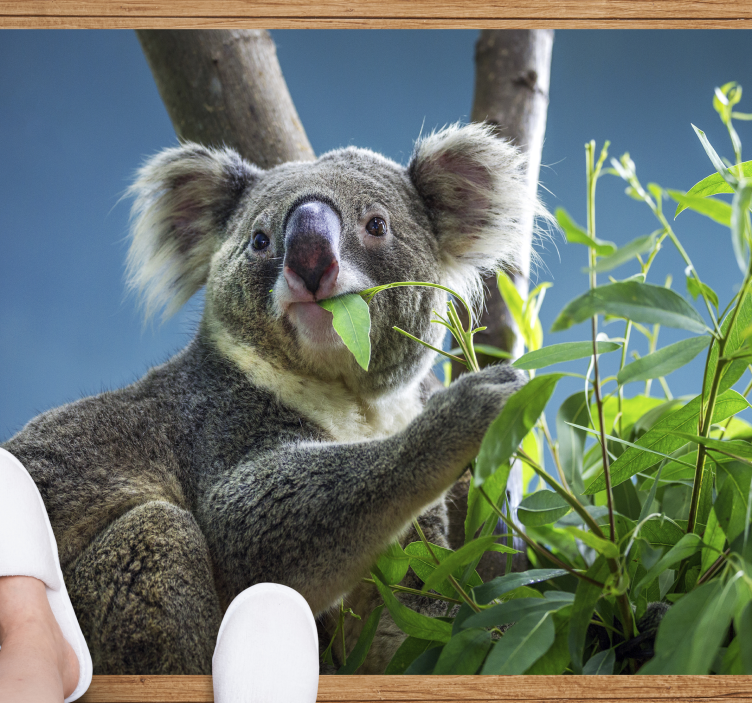 Dywan winylowy zwierzęta koala w naturze - TenStickers