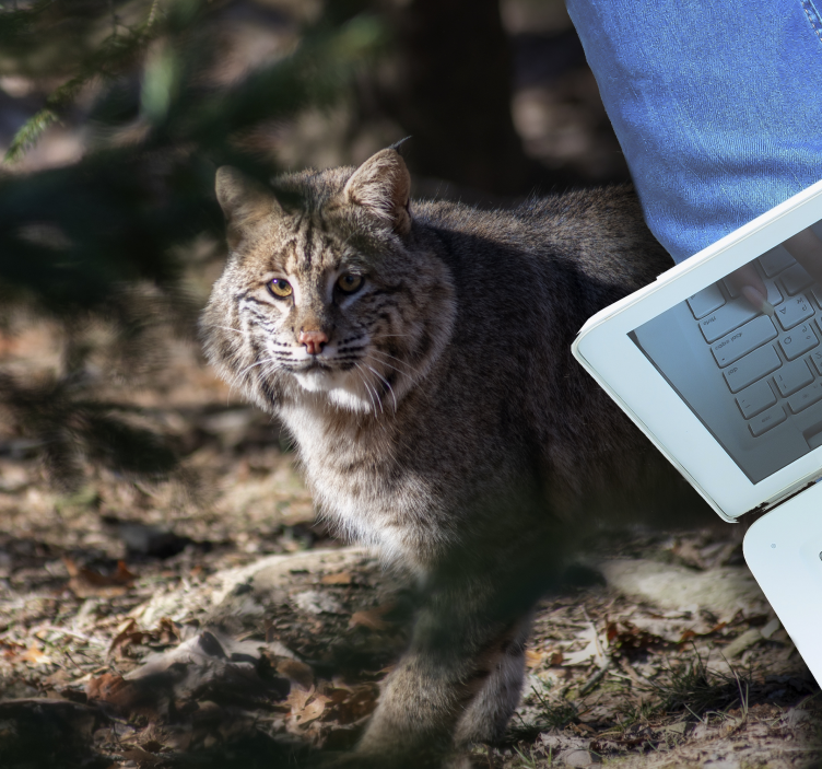 Dywan winylowy zwierzęta scena z dzikim kotem - TenStickers