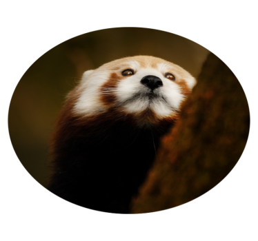 Dywan winylowy do biura prezesa Słodka panda czerwona zwierzę - TenStickers