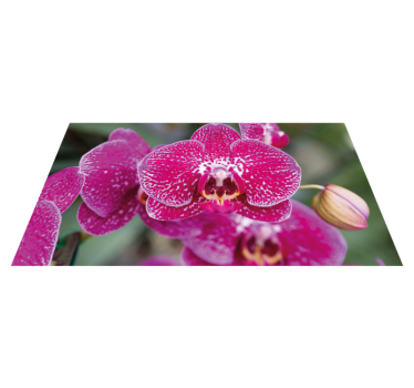 Dywan winylowy w kwiaty i rośliny żywe orchidee w kwiatach - TenStickers