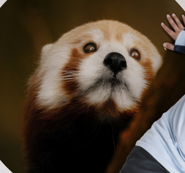 Dywan winylowy do biura prezesa Słodka panda czerwona zwierzę - TenStickers