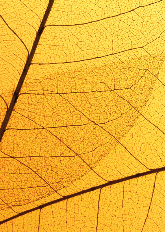 Żółty dywan winylowy projekt liści botanicznych - TenStickers