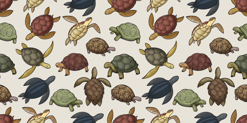 Dywan winylowy zwierzęta różnorodność żółwi - TenStickers