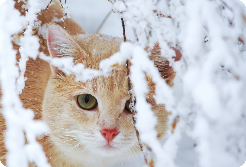 Dywan winylowy zwierzęta kot ze stalaktytem - TenStickers