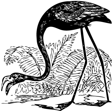 Dywan winylowy zwierzęta flamingo z paprociami - TenStickers