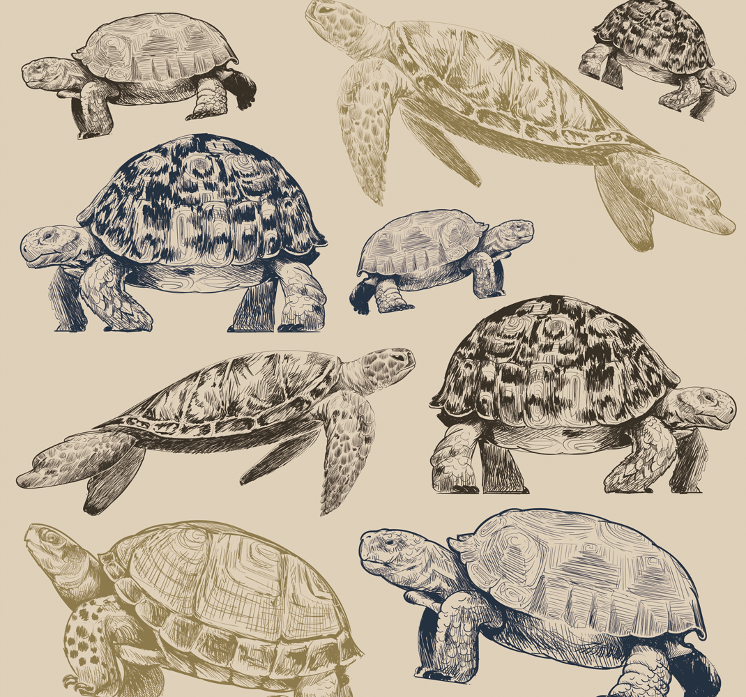 Dywan winylowy do salonu żółwie na beżowym tle - TenStickers