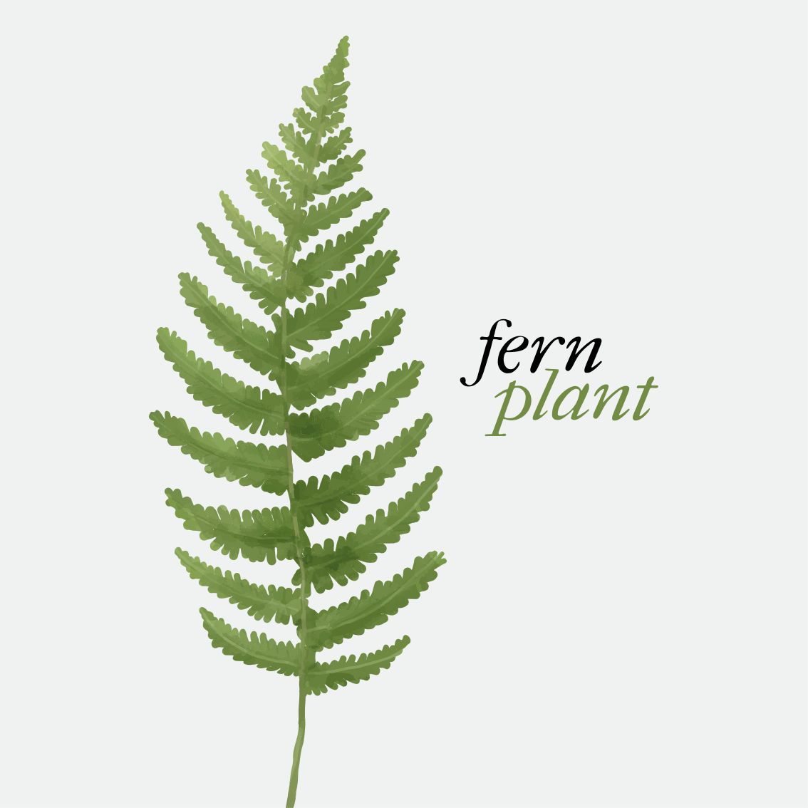 Dywan winylowy napisy roślina fern w stylu minimalistycznym - TenStickers