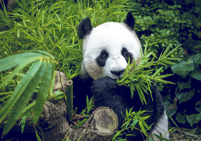 Zielony dywan winylowy urocza panda - TenStickers