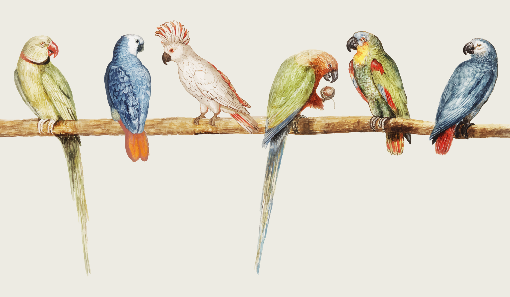 Dywan winylowy Papugi - TenStickers