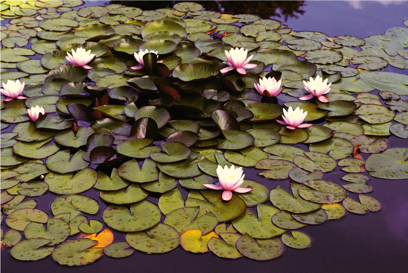 Dywan winylowy w kwiaty i rośliny piękno stawu z liliami - TenStickers