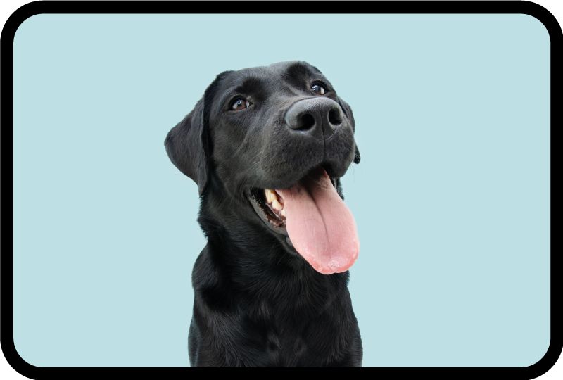 Dywan winylowy zwierzęta czarny labrador - TenStickers