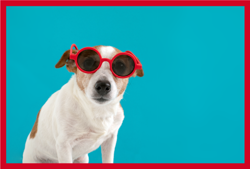 Dywan winylowy zwierzęta szykowny portret psa - TenStickers