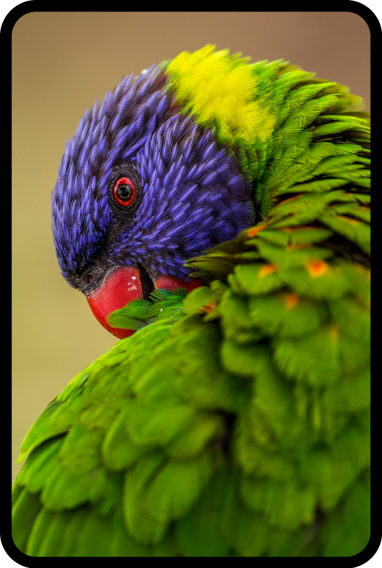 Dywan winylowy zwierzęta kolorowy portret papugi - TenStickers