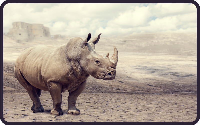 Dywan winylowy zwierzęta majestatyczna scena z nosorożcem - TenStickers