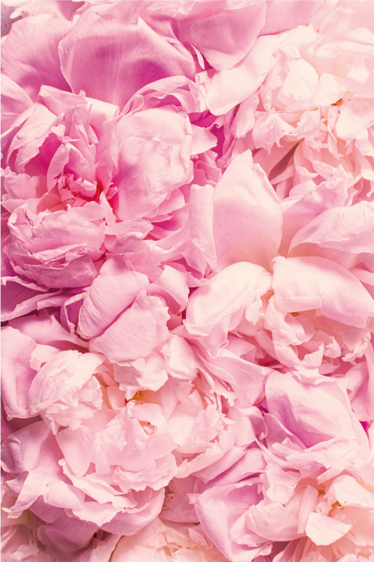 Dywan kwiatowy z różowymi kwiatami piwonii - TenStickers