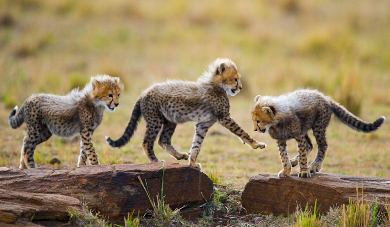 Dywan winylowy do gabinetu Zwierzę słodkie młode gepardy - TenStickers