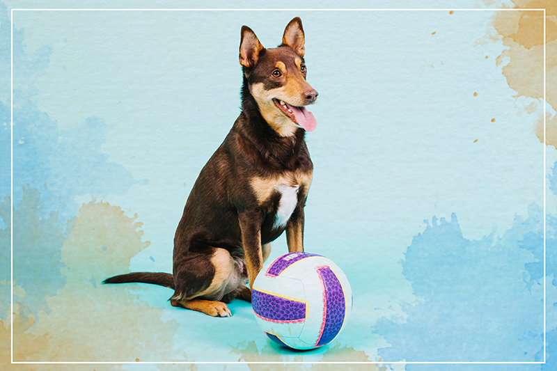 Dywan winylowy zwierzęta wesoły psi towarzysz - TenStickers