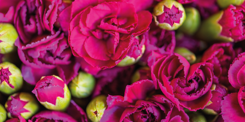 Dywan winylowy w kwiaty i rośliny w intensywnych barwach - TenStickers