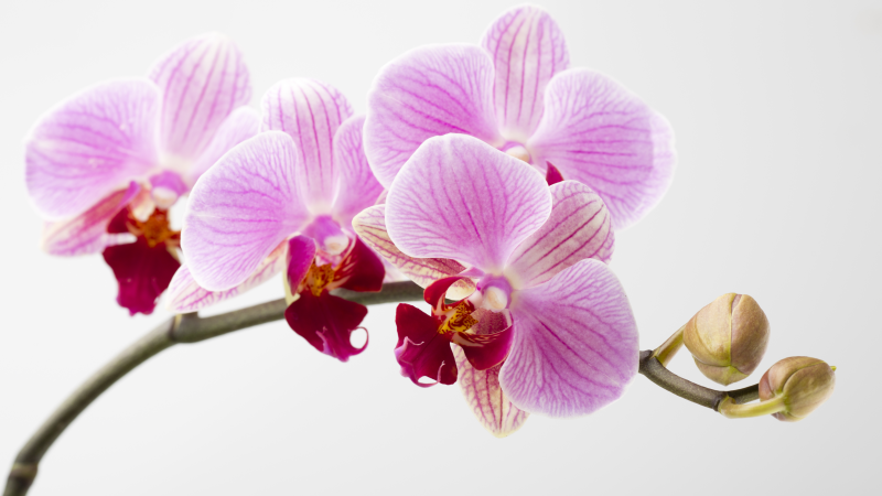 Dywan winylowy w kwiaty i rośliny różowy projekt orchidei - TenStickers