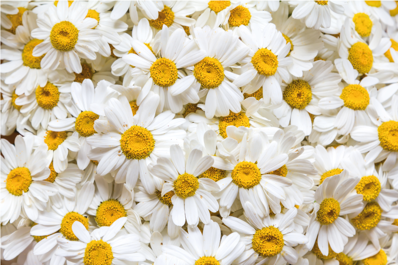 Daisy flowers image dywan kwiatowy - TenStickers