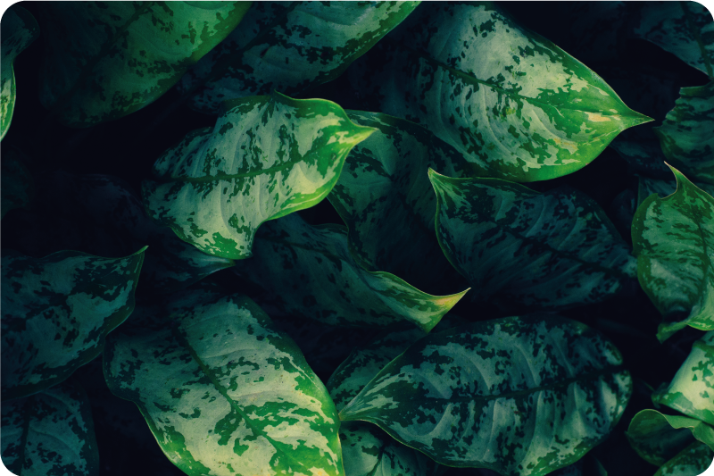 Dywan winylowy z motywem kwiatowym maranta leafs - TenStickers