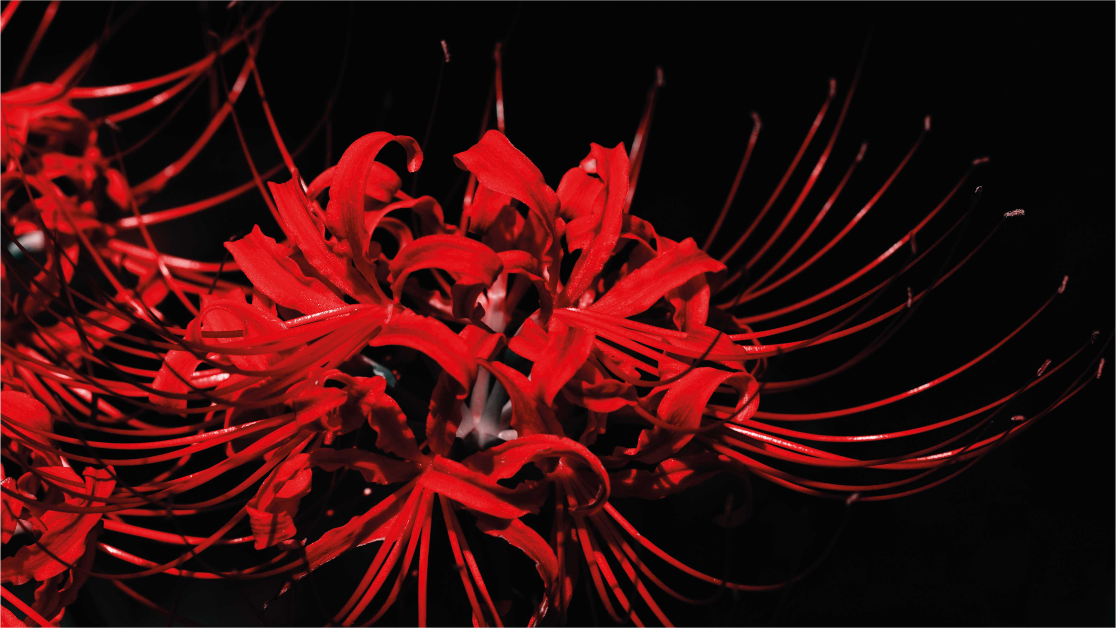 Dywan winylowy w kwiaty i rośliny czerwony kwiatowy wybuch - TenStickers