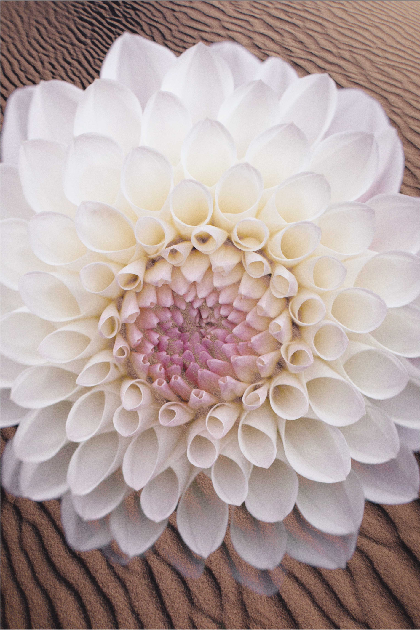 Dywan winylowy w kwiaty i rośliny kompozycja kwiatów - TenStickers