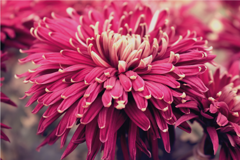 Dywan winylowy w kwiaty i rośliny realistyczna chryzantema - TenStickers