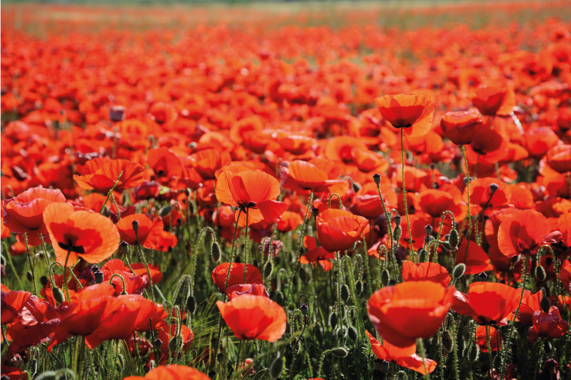 Dywan winylowy w kwiaty i rośliny żywe czerwone maki - TenStickers