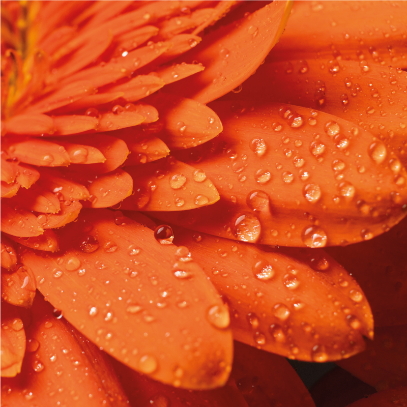 Dywan winylowy w kwiaty i rośliny jasnopomarańczowe płatki - TenStickers