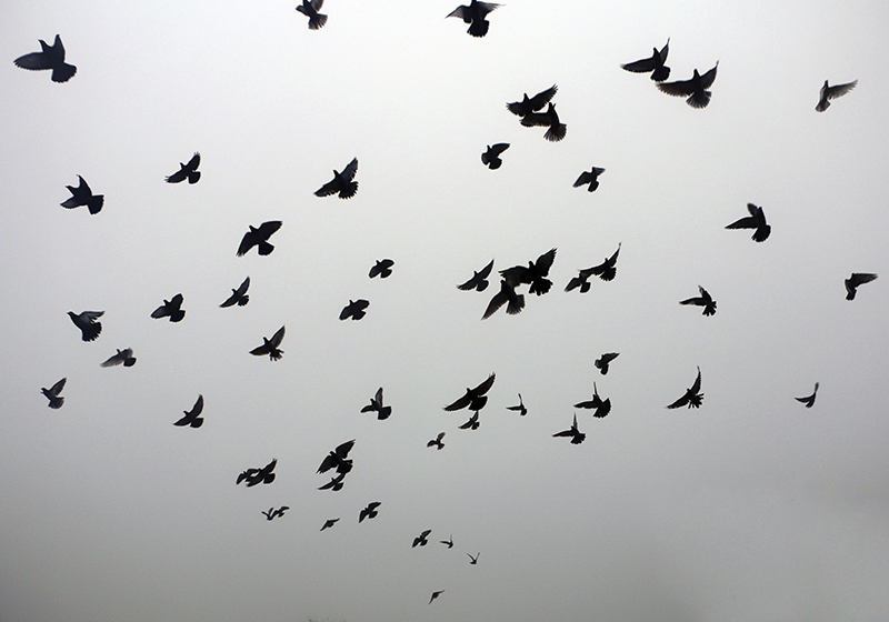 Dziecięcy dywan winylowy wzór latających ptaków - TenStickers