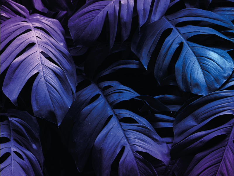 Dywan winylowy w kwiaty i rośliny projekt liści tropikalnych - TenStickers