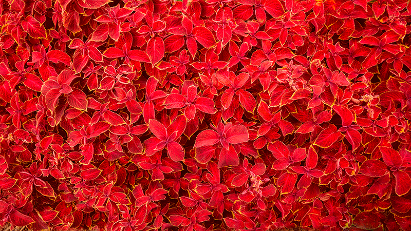 Czerwony dywan winylowy wzór płatków - TenStickers